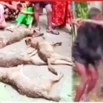 FoxHunting-Crime-Barisal-TheBuzzLens