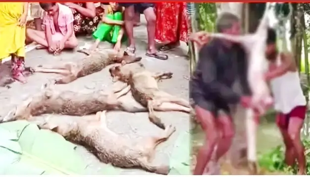 FoxHunting-Crime-Barisal-TheBuzzLens