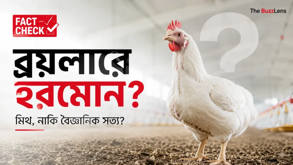 আধুনিক পোলট্রি ফার্মে দাঁড়িয়ে থাকা একটি সুস্থ ব্রয়লার মুরগি। ব্রয়লার মুরগিতে হরমোন ব্যবহার করা হয় কি না—এ বিষয়ে ফ্যাক্ট চেক প্রতিবেদন।