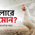 আধুনিক পোলট্রি ফার্মে দাঁড়িয়ে থাকা একটি সুস্থ ব্রয়লার মুরগি। ব্রয়লার মুরগিতে হরমোন ব্যবহার করা হয় কি না—এ বিষয়ে ফ্যাক্ট চেক প্রতিবেদন।