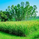 মাটির ঢালে বিন্না বা ভেটিভার ঘাসের ঘন শিকড়