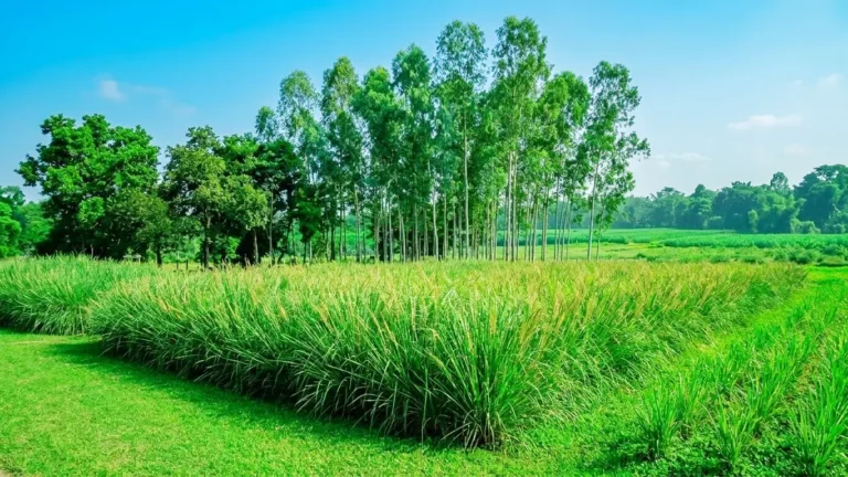 মাটির ঢালে বিন্না বা ভেটিভার ঘাসের ঘন শিকড়